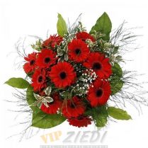 ziedu piegāde: Pušķis no sarkanām gerberām: 42.50 €