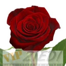 Vidēji garas sarkanas rozes: 2.90 €